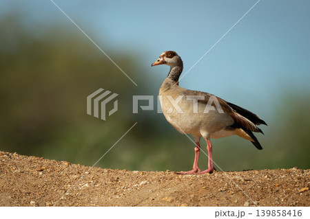 Egyptian goose on sandy bank in sunshine 139858416