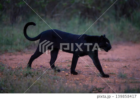 Female black leopard walks past on track 139858417