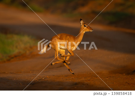 Female impala with catchlight galloping across track 139858418