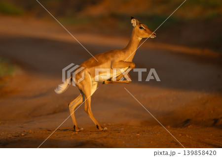 Female impala with catchlight jumps across track Female impala with catchlight jumps across track 139858420