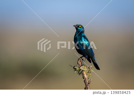 Greater blue-eared starling with catchlight watches camera 139858425