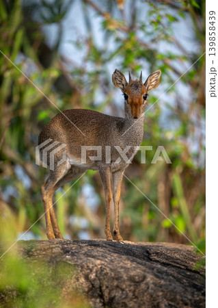Guenther dik-dik with catchlight stands watching camera Guenther dik-dik with catchlight stands watching camera 139858439