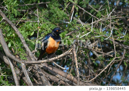 Hildebrandt starling with catchlight on thorny bush 139858445