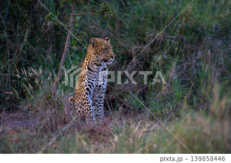 Leopard cub sits in clearing by tree Leopard cub sits in clearing by tree 139858446