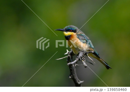 Little bee-eater on dried-up branch watching camera 139858460
