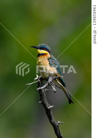 Little bee-eater on dried-up branch with catchlight Little bee-eater on dried-up branch with catchlight 139858461