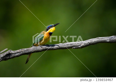 Little bee-eater raises beak on dry branch 139858467