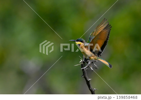 Little bee-eater raises wings before taking off Little bee-eater raises wings before taking off 139858468