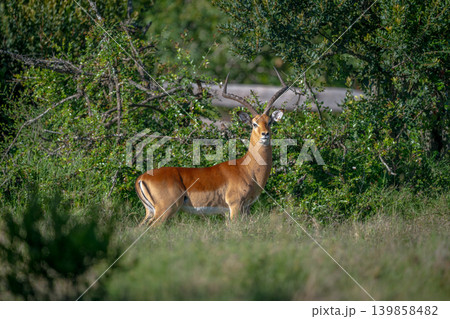 Male impala stands turning to face camera Male impala stands turning to face camera 139858482