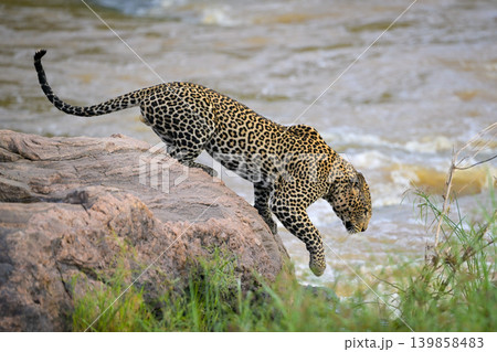Male leopard climbs from rock on riverbank 139858483