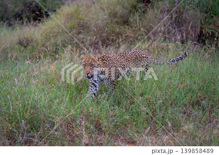 Male leopard cub approaches camera through grass Male leopard cub approaches camera through grass 139858489