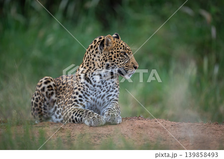 Male leopard cub lies on bare earth Male leopard cub lies on bare earth 139858493