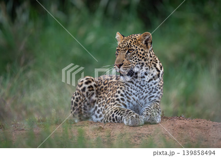 Male leopard cub lies on bare ground Male leopard cub lies on bare ground 139858494