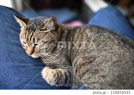 膝の上で寝るキジトラ猫 膝の上で寝るキジトラ猫 139858591