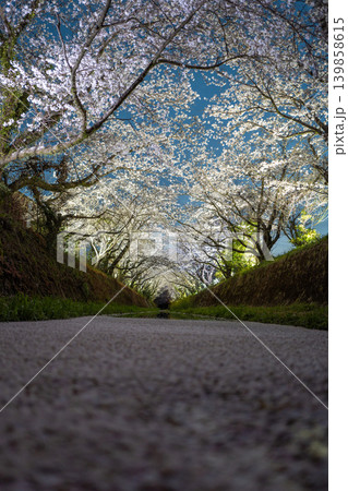 【勝浦さくら祭り】ライトアップされた桜 139858615