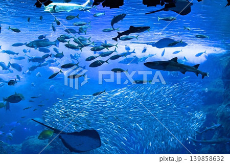 神秘的なブルーの海を優雅に回遊する色々な魚たちと大水槽の風景 神秘的なブルーの海を優雅に回遊する色々な魚たちと大水槽の風景 139858632