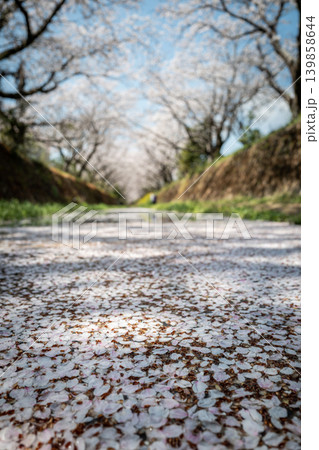 【勝浦さくら祭り】満開の桜と川に浮かぶ桜の花びら 139858644
