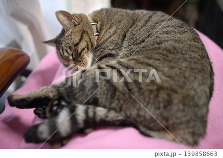 膝の上で寝るキジトラ猫 膝の上で寝るキジトラ猫 139858663