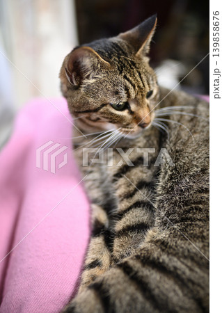 膝の上のキジトラ猫 膝の上のキジトラ猫 139858676