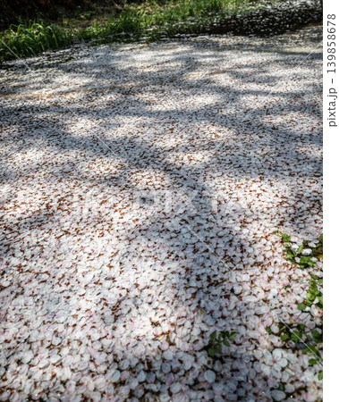 【勝浦さくら祭り】川に浮かぶ桜の花びら 【勝浦さくら祭り】川に浮かぶ桜の花びら 139858678