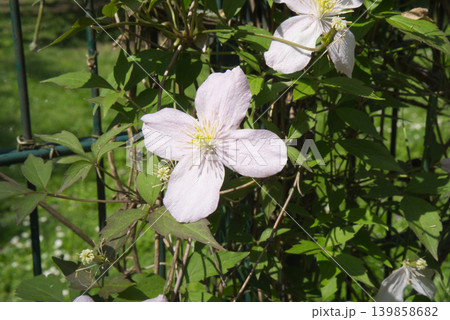 Delicate light pink clematis flower on a garden fence in spring 139858682