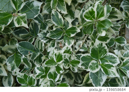 Close-up texture of variegated green and white Euonymus leaves 139858684