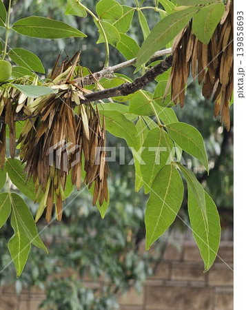 Ash Tree Seed Clusters Hanging on Branches in Soft Daylight 139858693