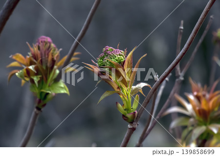 Sambucus racemosa Spring Flower Buds and Young Leaves on Garden Shrub 139858699