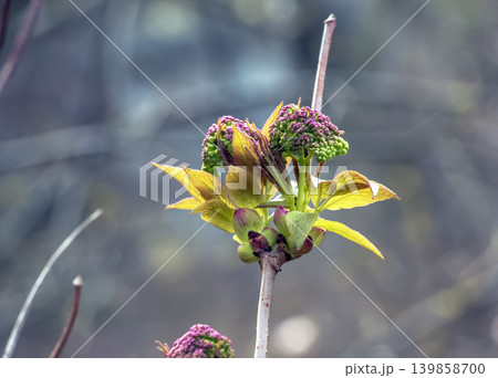 Sambucus racemosa Emerging Flower Buds on Branch in Botanical Garden Sambucus racemosa Emerging Flower Buds on Branch in Botanical Garden 139858700