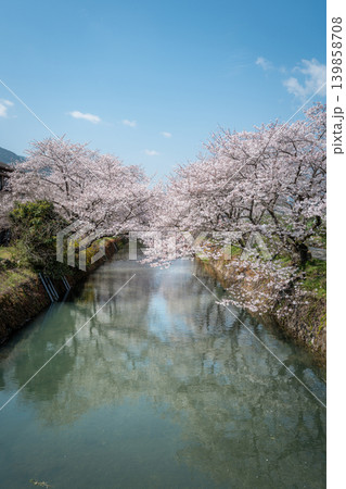 【勝浦さくら祭り】川面に映る満開の桜 【勝浦さくら祭り】川面に映る満開の桜 139858708