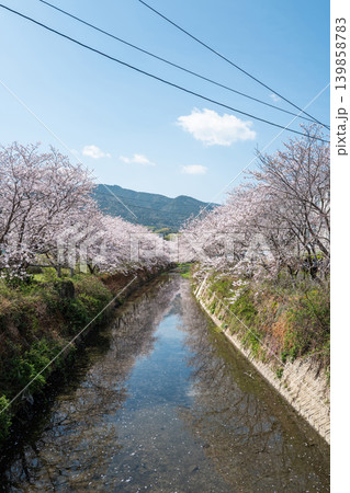 【勝浦さくら祭り】満開の桜並木 【勝浦さくら祭り】満開の桜並木 139858783