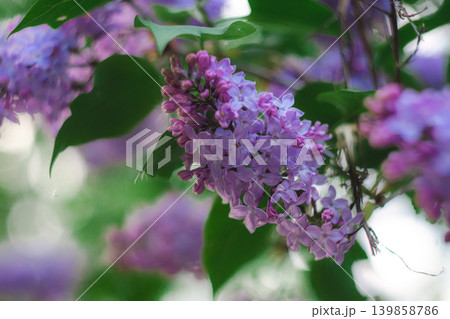 Lush lilac branches in bloom in the city Lush lilac branches in bloom in the city 139858786