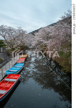 【勝浦さくら祭り】満開の桜並木 139858857