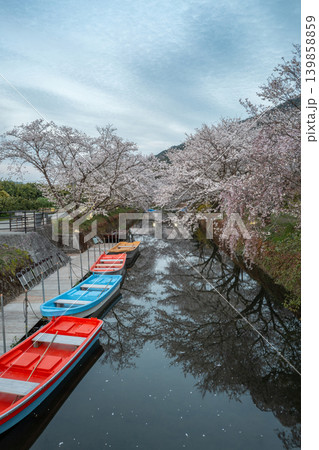 【勝浦さくら祭り】満開の桜並木 【勝浦さくら祭り】満開の桜並木 139858859