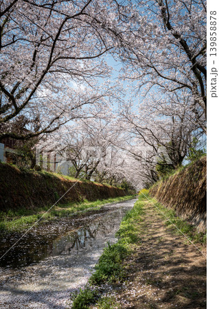 【勝浦さくら祭り】満開の桜並木 【勝浦さくら祭り】満開の桜並木 139858878