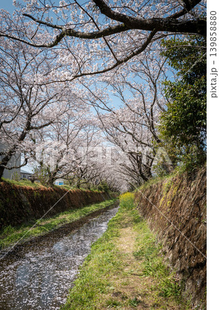【勝浦さくら祭り】満開の桜並木 【勝浦さくら祭り】満開の桜並木 139858880