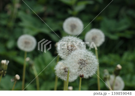 Group of White Fluffy Dandelions, Close Up on Soft Green Blurred Nature Background. Group of White Fluffy Dandelions, Close Up on Soft Green Blurred Nature Background. 139859048