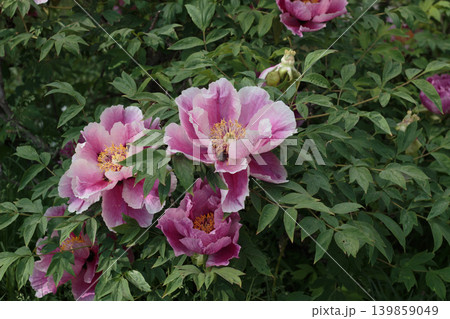 Pink Tree Peony Flower Close Up, Beautiful Blooming Peonies Bush in Spring Garden. 139859049