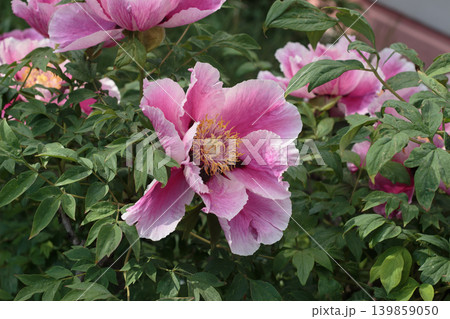 Pink Tree Peony Flower Close Up, Beautiful Blooming Peonies Bush in Spring Garden. 139859050