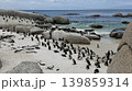 岩場の海岸に集まるペンギンの群れの風景 139859314