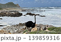 白波立つ海辺に立つ雄のダチョウの風景 139859316