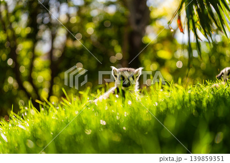 ring tailed lemur sitting in grass with soft sunlight bokeh 139859351