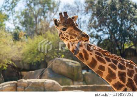 close up portrait of giraffe head and neck against sky close up portrait of giraffe head and neck against sky 139859353