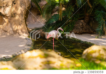pink flamingo standing in shallow water close up wildlife portrait 139859359