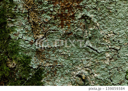 Tree moss bark texture background close up natural wood pattern 139859384