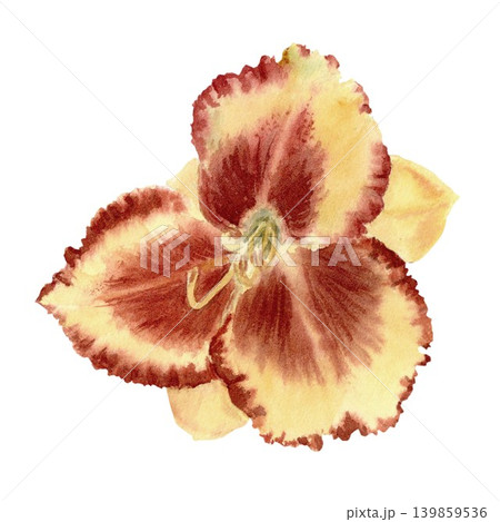 A single, vibrant yellow-red daylily flower, hand-painted in watercolor on an isolated background. Botanical clip art from a summer collection for decorating and designing cards and invitations A single, vibrant yellow-red daylily flower, hand-painted in watercolor on an isolated background. Botanical clip art from a summer collection for decorating and designing cards and invitations 139859536