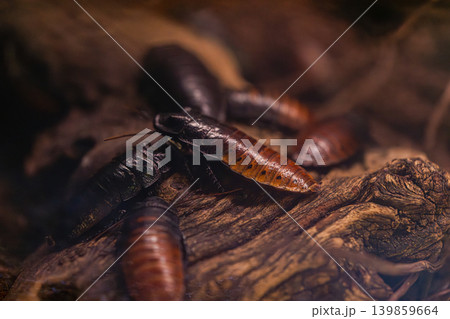 cockroach group on wood macro close up in dark environment 139859664
