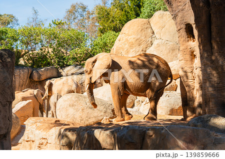 african elephants standing on rocky terrain in zoo habitat 139859666