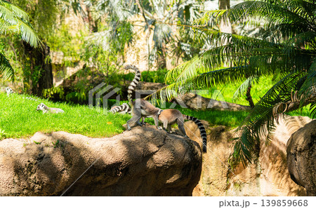 ring tailed lemurs on rocky ledge in tropical zoo habitat ring tailed lemurs on rocky ledge in tropical zoo habitat 139859668