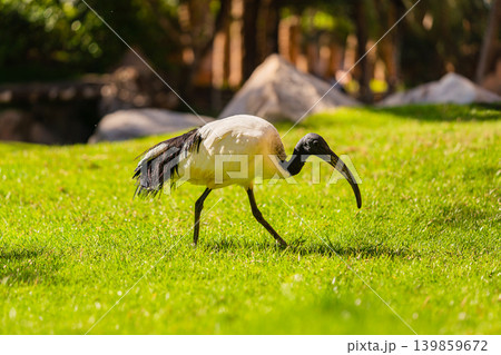 ibis bird walking on green grass in sunny zoo park 139859672